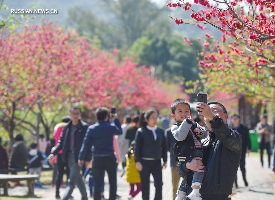 Весеннее цветение в Фуцзяньском университете сельского и лесного хозяйства