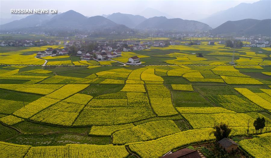 Золотые рапсовые поля в Шэньси