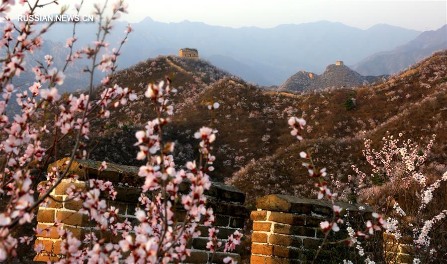 Цветущие персики и абрикосы у Великой китайской стены