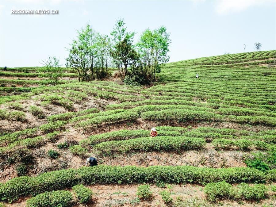 Горячая пора у чаеводов провинции Гуйчжоу