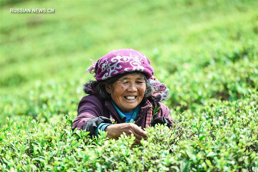 Горячая пора у чаеводов провинции Гуйчжоу