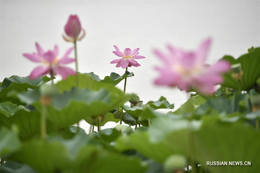 Фестиваль цветов лотоса на озере Минцуйху