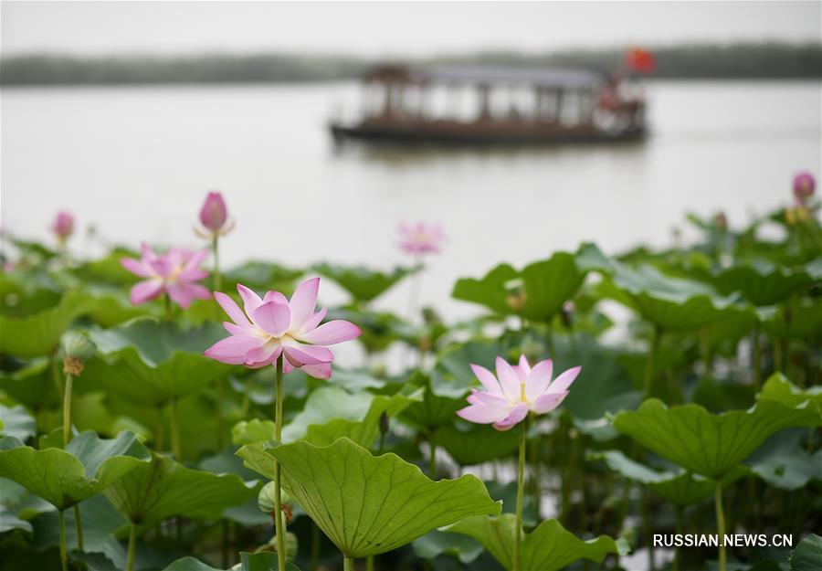 Фестиваль цветов лотоса на озере Минцуйху