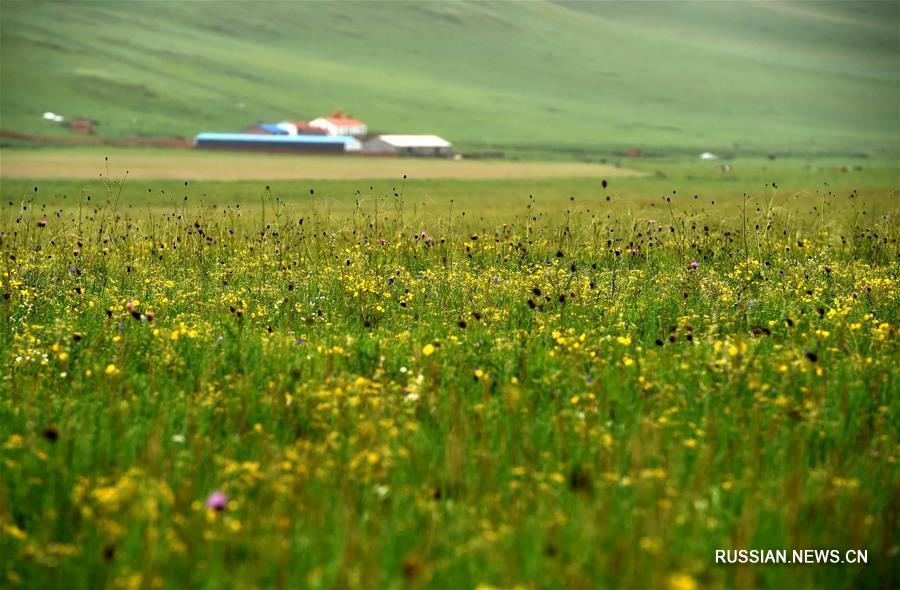 Лето в степях АР Внутренняя Монголия