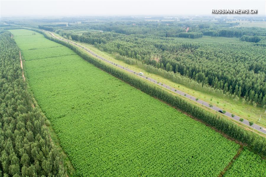 Зеленые сельские дороги в уезде Гаоцин