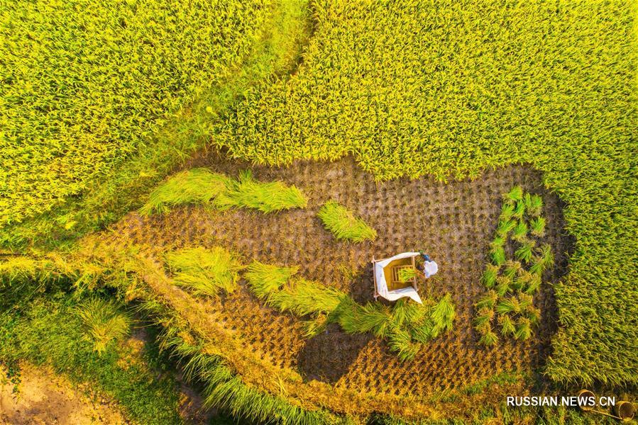 В Китае ожидается богатый осенний урожай