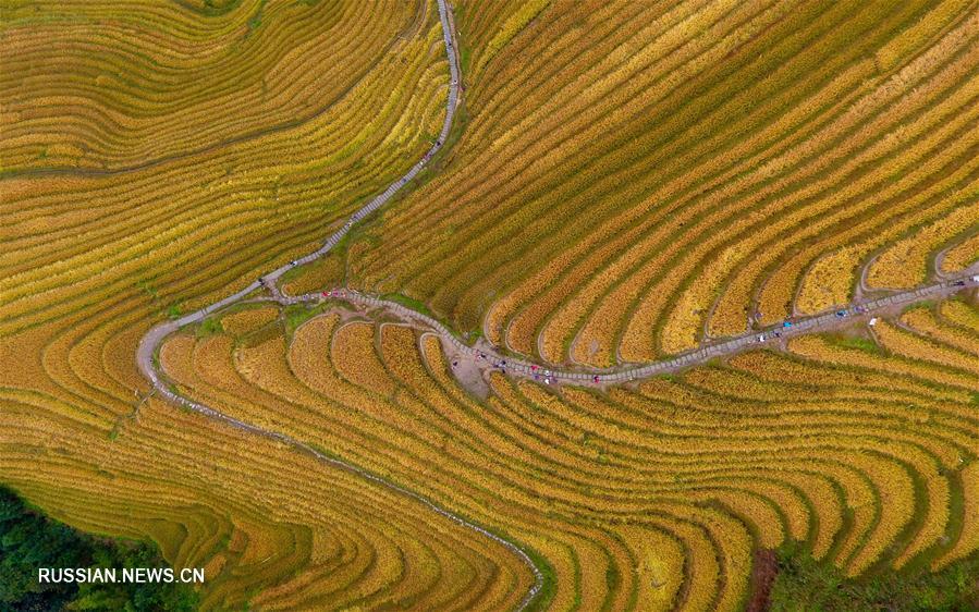 Террасированные поля в Гуанси