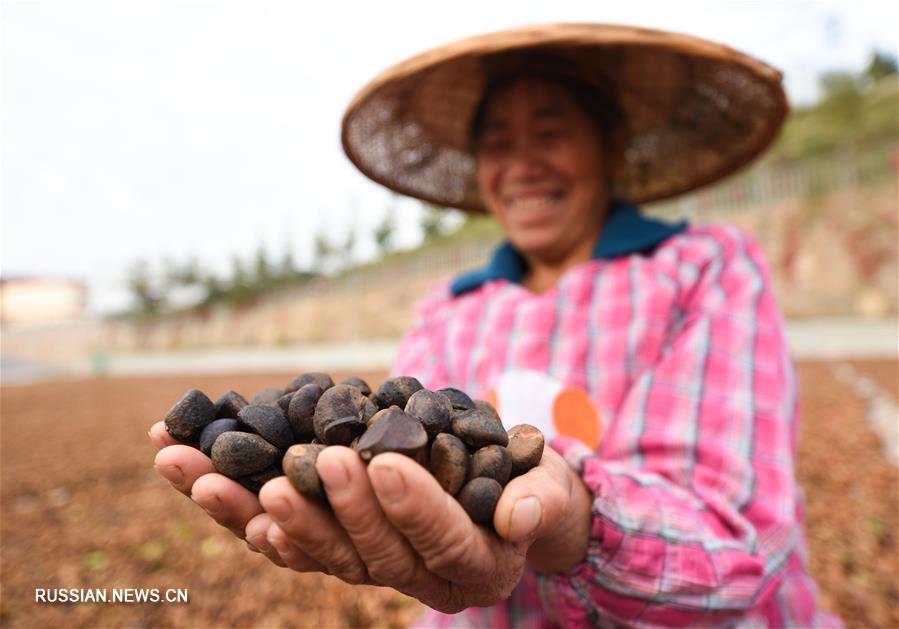 Урожай камелии масличной в провинции Гуйчжоу