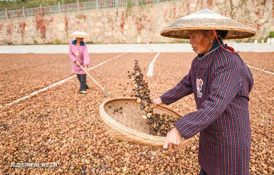 Урожай камелии масличной в провинции Гуйчжоу