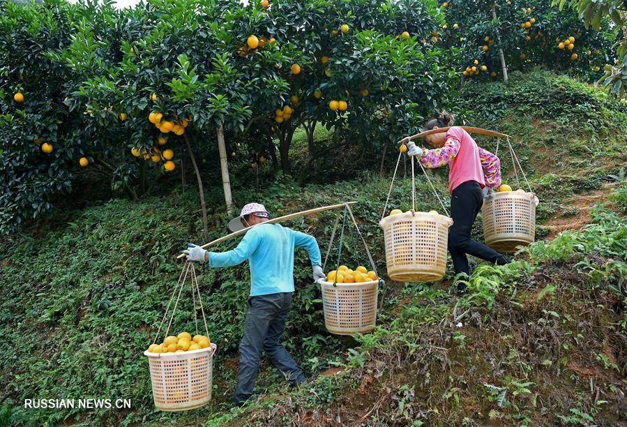 Сбор урожая пупочных апельсинов в провинции Цзянси на востоке Китая