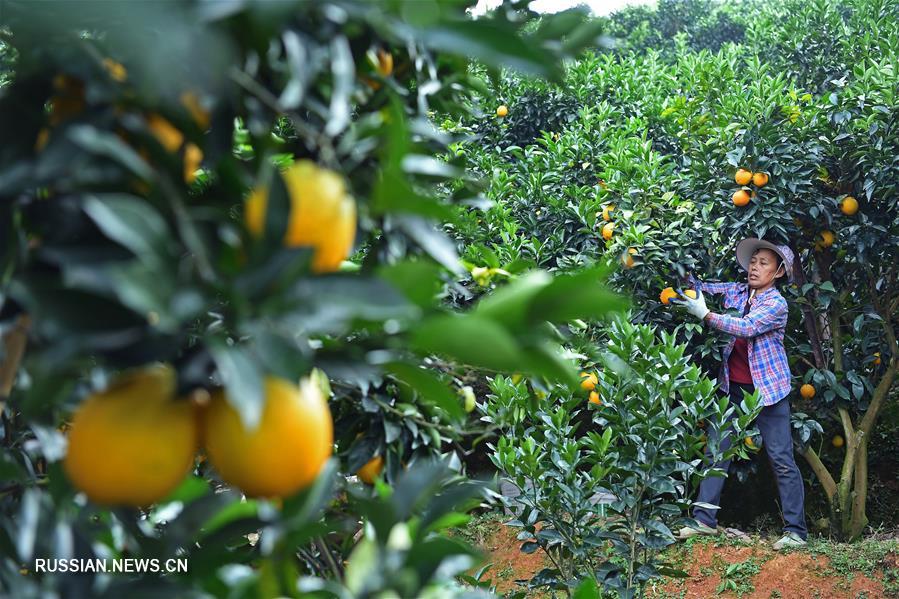 Сбор урожая пупочных апельсинов в провинции Цзянси на востоке Китая