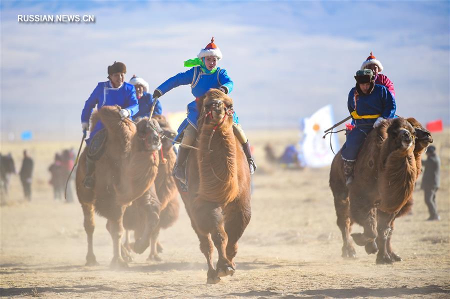 3-й Международный фестиваль верблюдов в хошуне Урад-Хоуци