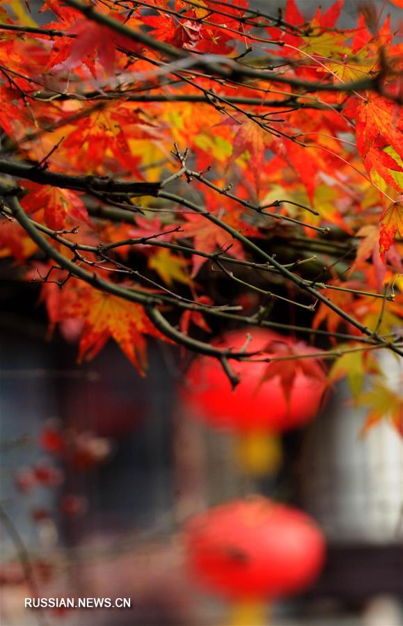 Красные листья над древней улочкой в Сучжоу