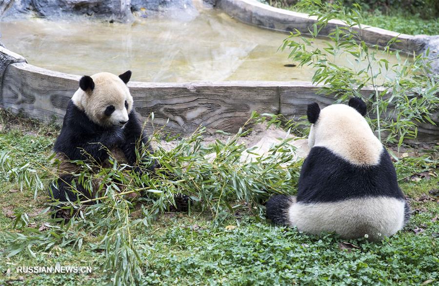 Еда и отдых: идеальная зима для панд в сафари-парке провинции Юннань