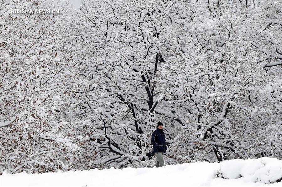 Снежный пейзаж в Сербии 
