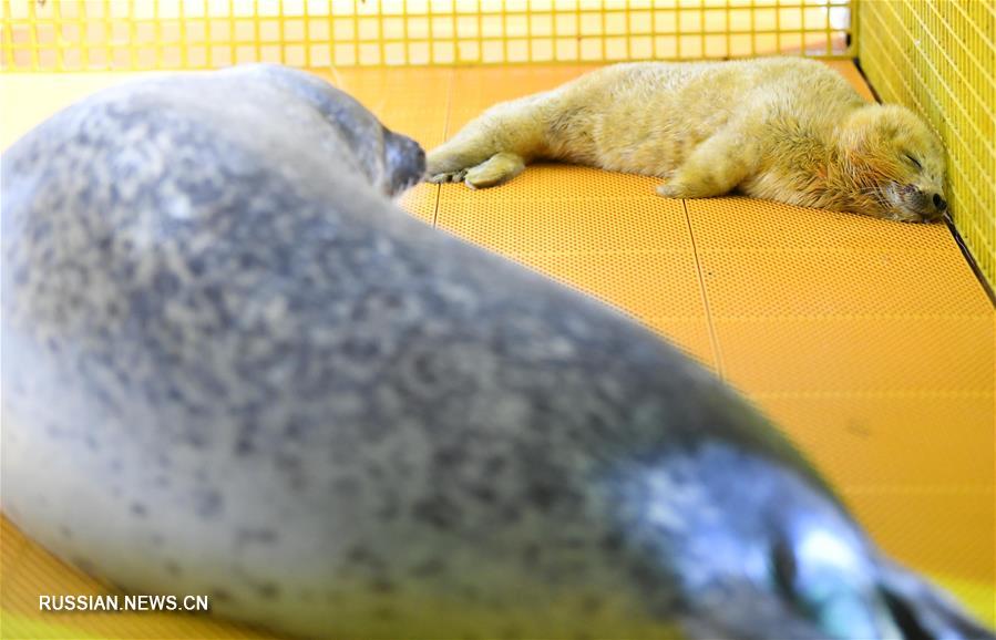В Харбинском полярном океанариуме родился тюлененок