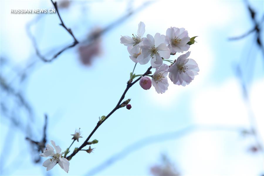 Брюссель весной