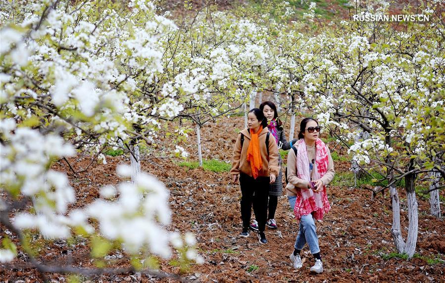 Провинция Шэньси окутана ароматом цветущих груш 