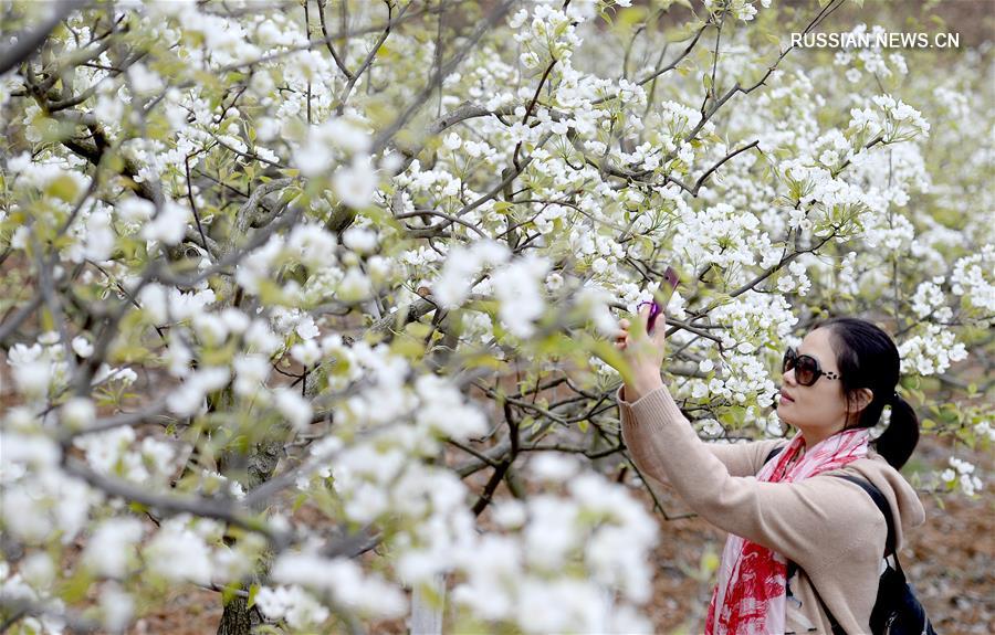 Провинция Шэньси окутана ароматом цветущих груш 
