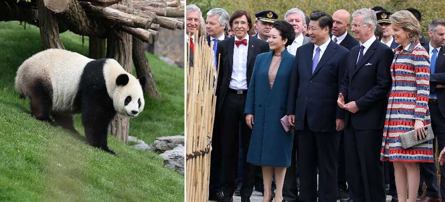 /Визит/ Си Цзиньпин и король Бельгии Филипп посетили церемонию открытия вольера для панд