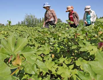 Китай планирует к 2020 году воплотить концепцию "нулевого роста употребления агрохимических препаратов"