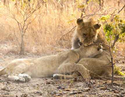 Африка -- родина львов