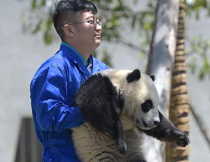 В провинции Сычуань официально открыт Сад больших панд Китая