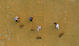 Сбор урожая риса в провинции Цзянси