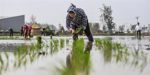 4-й Паньцзиньский фестиваль посадки риса в провинции Ляонин