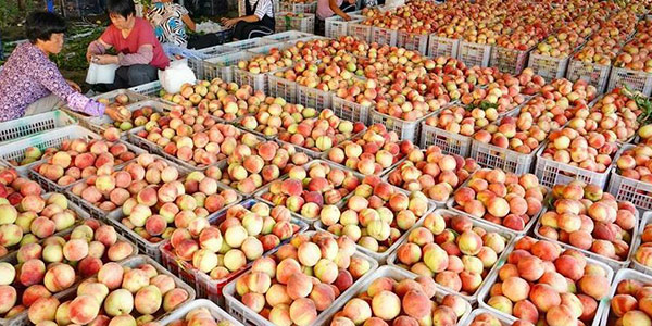 Производство высококачественных персиков в уезде Лаотин