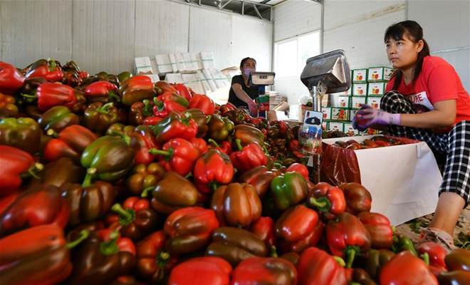 В Шоугуане производят высококачественные овощи для России