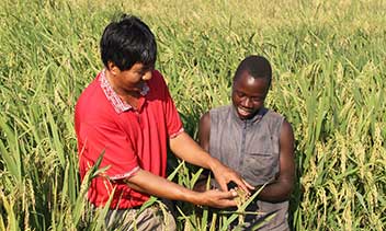 With China's hybrid rice, "we're no longer suffering from hunger," says African farmer
