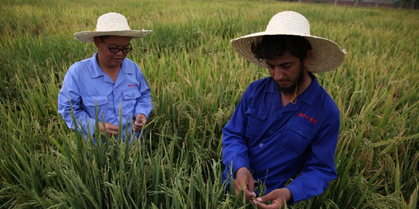Китайские технологии в области сельского хозяйства помогают увеличить объемы производства риса в Пакистане
