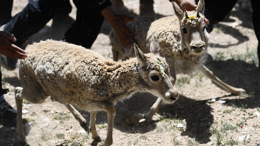 Спасенные тибетские антилопы принесли потомство