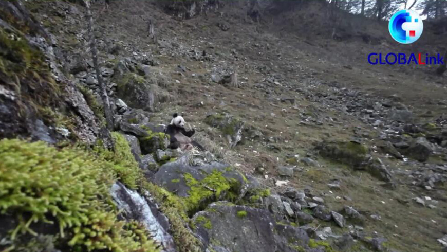 Дикая панда обгладывала кости мертвого такина в провинции Шэньси на северо-западе Китая