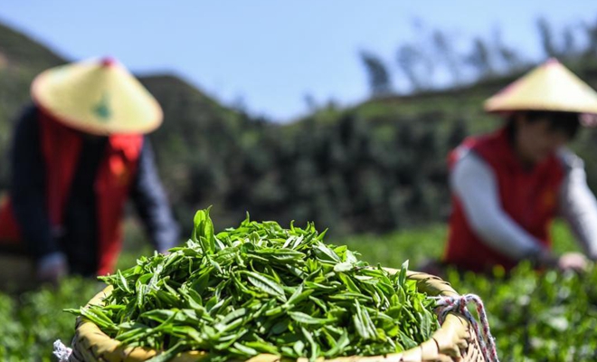 Члены партии и волонтеры помогают фермерам собирать чай