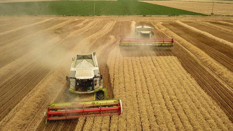СУАР сообщил о росте сбора летнего урожая зерновых