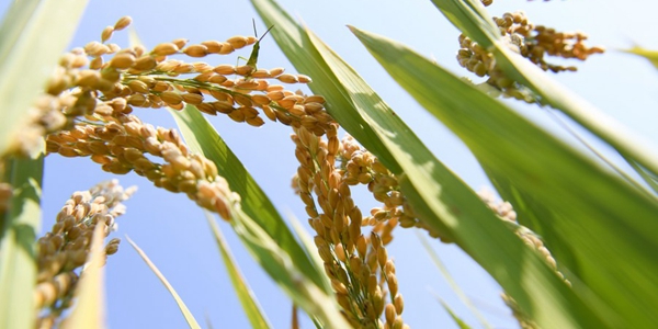 Высокий урожай риса зафиксирован в демонстрационной сельскохозяйственной зоне на востоке Китая