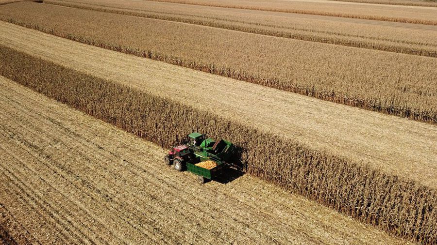 В Китае закуплено более 40 млн тонн зернового осеннего урожая