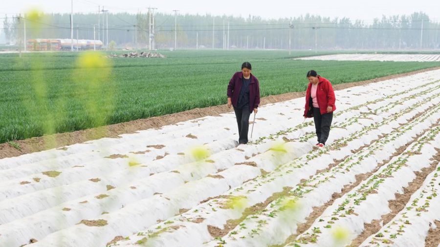 Крестьяне по всему Китаю заняты полевыми работами