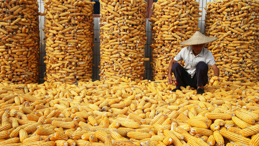 Валовой сбор зерна в Китае в 2021 году превысил 680 млрд кг
