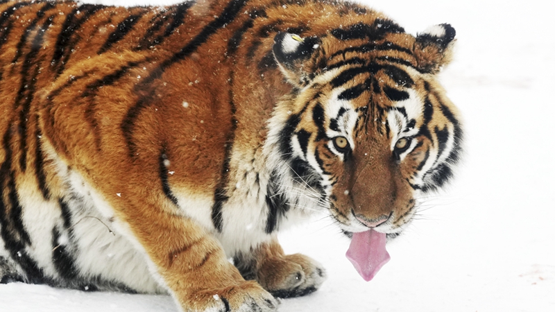 Зимний визит в парк амурских тигров
