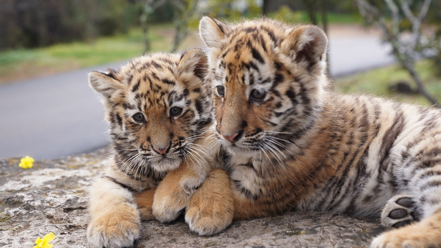Новорожденные тигрята в Юго-Запаном Китае
