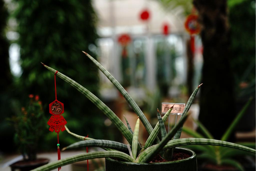 В преддверии праздника Весны в ботаническом саду в г. Шанхай проходит выставка цветов
