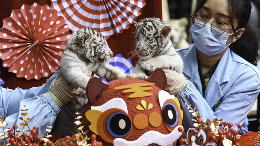 В сафари-парке "Чанлун" в Гуанчжоу посетителям впервые показали разнополую двойню белых тигров
