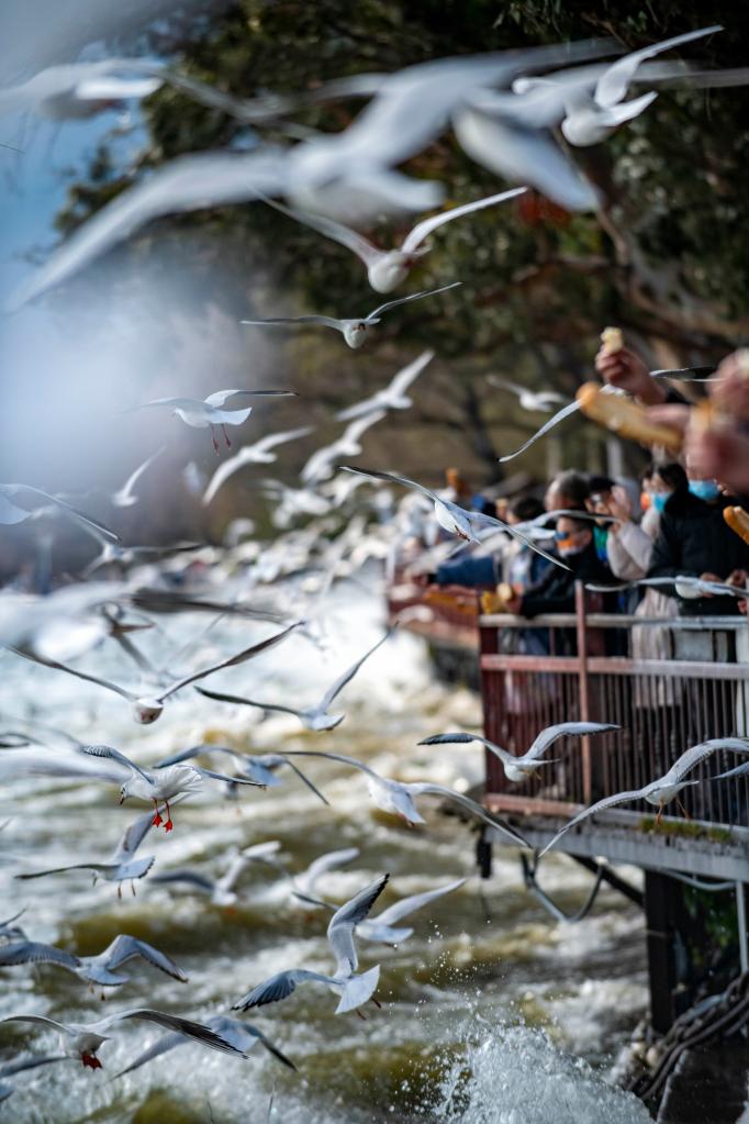 Жители и гости Куньмина встретили Новый год с озерными чайками