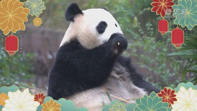 Панда довольна едой на китайский Новый год