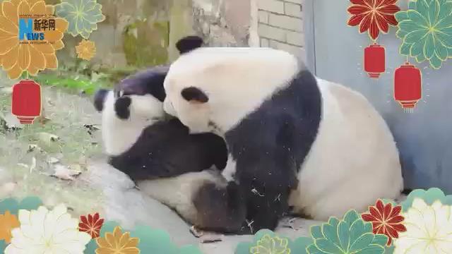 Панды поздравляют с Новым годом