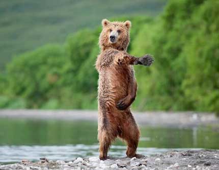 Фото "танцующего" медведя у Николай Зиновьев