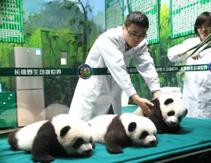 Пандам-тройняшкам из Гуанчжоу исполнилось 6 месяцев